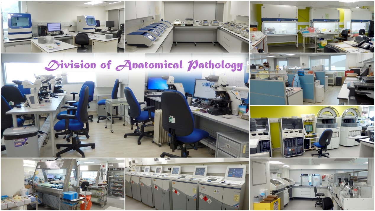 Division of Anatomical Pathology